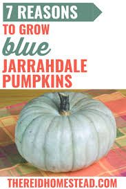 Check spelling or type a new query. 7 Reasons Why You Should Grow Blue Jarrahdale Pumpkins