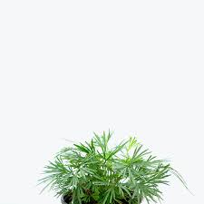 Image result for Actiniopteris semiflabellata