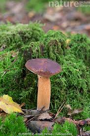 Image result for Boletus badius
