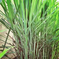 (2 batang) pokok herba serai wangi. Pokok Serai Wangi Cymbopogon Nardus Shopee Malaysia