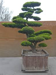 Step 1 choosing your bonsai plant. Japanische Gartenbonsai Hillergarten De