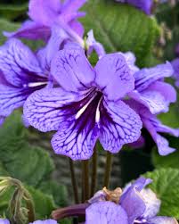 Image result for Streptocarpus kamerunensis