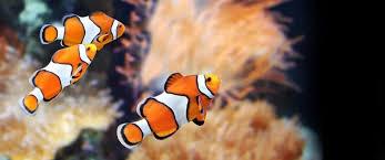 The numbers of pet owners keep going higher and higher and even as we speak, someone could be adopting a pet right now. 19 Of The Best Online Fish Stores For Aquarium Fish Nayturr