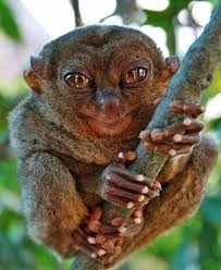 Tarsier Animals Cute Animals Animals Beautiful