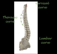 If s1 is type a then 5: Using A Lumbar Roll To Prevent And Relieve Low Back Pain When Sitting Dynamic Health Jersey Chiropractor