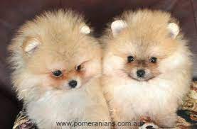 Pin On Cute Dogs