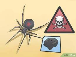 It even has a bright red patch on its lower abdomen that is highly distinguishable to make you understand what you are dealing with. How To Get Rid Of Black Widow Spiders With Pictures Wikihow