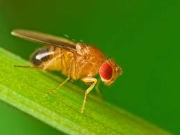 Dry fly fishing, fishing lures, water craft etc, you name it, we can do it. Cheers Fruit Flies Drink To Their Health Literally Npr