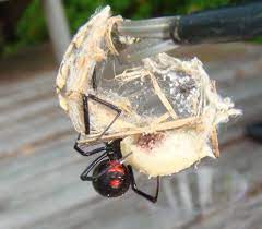 Pin On Insects And Arachnids