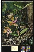 Image result for Coleotrype natalensis