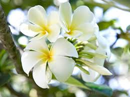 Pin On Plumeria