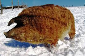 Learn how to correct line width of brush material here Curly Hair Ship Mangalitsa Animals