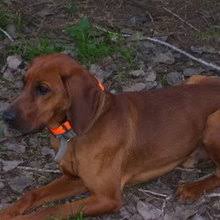 Finding the right redtick coonhound puppy can be dog gone hard work. Puppyfind Redbone Coonhound Puppies For Sale