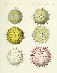 Art Forms From The Ocean The Radiolarian Atlas Of 1862 Pollen Up Close 1837 Scientific Illustration Botanical Illustration Poster Prints