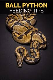 Feeding Ball Pythons Food Sizes Types Frequency More