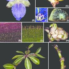 Image result for Aneilema umbrosum
