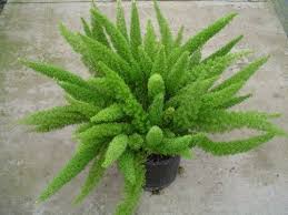 Another popular variety is asparagus densiflorus 'myersii', commonly called foxtail fern. Asparagus Densiflorus Meyerii Seeds