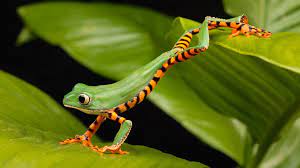 More than 20,000 desktop cursors in categories such as holidays, nature, cartoon and more. 390 Frog Hd Wallpapers Background Images