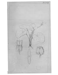 Image result for Crotalaria subcaespitosa