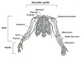 Each arm is attached to a shoulder blade or scapula (say: Human Upper Limb Shoulder Girdle Arm And Hand Showing Bones And Download Scientific Diagram