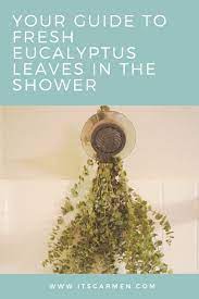 Preserving eucalyptus is an easy process that can usually be done at home. Your Guide To Fresh Eucalyptus Leaves In The Shower Carmen Varner Social Media Manager By Day Lifestyle Travel Writer Whenever Else
