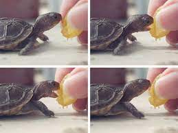 Pin By Barbara Dolbeth On Aww Tiny Turtle Cute Creatures Turtle