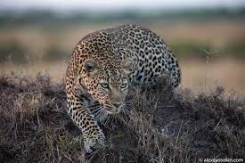 The leopard (panthera pardus) is one of the five extant species in the genus panthera, a member of the cat family, felidae. Uvidel Pojmal I Sel Kak Ohotitsya Leopard Alexeyosokin Livejournal