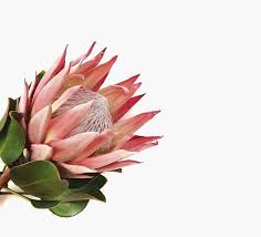 Pink And Green Protea Flower Plants Beautiful Flowers