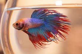 Fin Rot The Bane Of The Betta Tank Bella Betta Betta Fish Care Betta Fish Types Betta Fish Tank