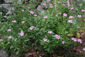 Image result for Catharanthus roseus