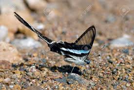 Its colouring is mostly black and white, but with a bright turquoise or light green band running roughly parallel to its abdomen. Gruner Drachenschmetterling Lamproptera Meges Im Sommer Im Keang Krachan Nationalpark Thailand Lizenzfreie Fotos Bilder Und Stock Fotografie Image 81933369