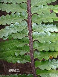 Image result for Asplenium ceii