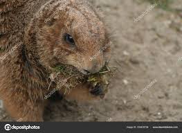 Image result for Cynomys gunnisoni obrázek