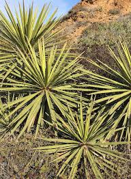 Image result for Yucca