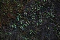 Image result for Grammitis cryptophlebia