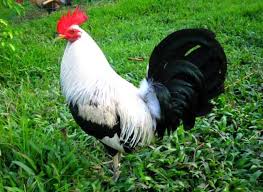 Ayam adalah hewan yang berasal dari kingdom animalia dan berada pada kelas aves. 8 Jenis Ayam Yang Sering Digunakan Dalam Sabung Ayam Filipina Guilson Com