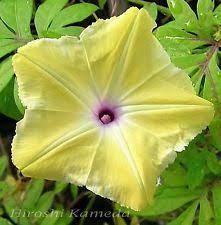 Morning Glory Seeds Ebay Morning Glory Seeds Morning Glory Flowers Morning Glory