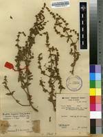 Image result for Vahliaceae