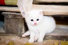 Maybe you would like to learn more about one of these? Arti Mimpi Kucing Putih