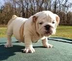 English Bulldog Puppies for Sale | Lancaster Puppies