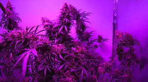 12.2 * 4.7 *1.2 inches. Afghan Kush Critical Sensi Star Pro Grow 550 Led Grow Light Ep 12 Youtube