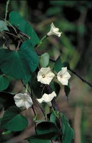 Image result for Ipomoea ephemera