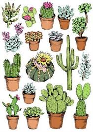 Descriptions and illustrations of plants of the cactus family v.3 washington :carnegie institution of. Cactus Illustration By May Van Millingen Cactus Illustration Cactus Drawing Succulent Art