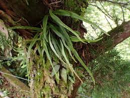 Image result for Lepisorus