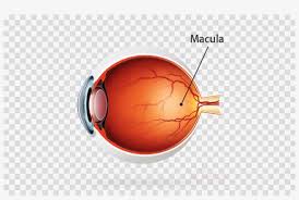 Download free subscribe png with transparent background. Free Png Download Gold Christmas Tree Ball No Background Gif Logos Spinning 3d Png Image Transparent Png Free Download On Seekpng