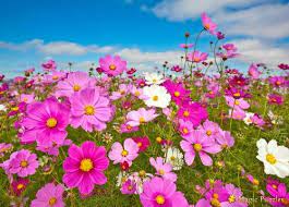 Pretty Flowers In Spring Time Cosmos Flowers Flower Seeds Flowers Perennials
