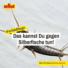 Was Tun Gegen Silberfische Silberfische Fische Tipps Und Tricks