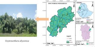 Image result for Oxytenanthera abyssinica