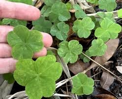 Image result for Oxalis debilis