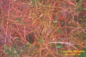 Image result for Cassytha filiformis